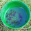 Rentokil Rentokil Wasp Trap Twin Pack FW32 5
