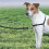 PetSafe PetSafe Easy Walk Harness & 1.8m Lead for Small Dogs - No-Pull, Black 2