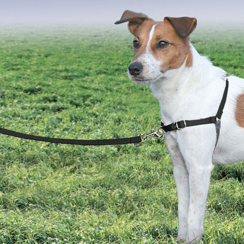 PetSafe PetSafe Easy Walk Harness & 1.8m Lead for Small Dogs - No-Pull, Black 1