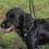 Mikki Reflective Walkrite Med 4