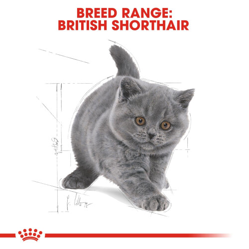 Royal Canin Royal Canin Brit Shorthair tørfoder til katte 2 kg 1