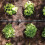 Hozelock Hozelock Automatic Watering Kit for Borders 3