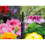 Hozelock Hozelock Spike High, 4/13 mm - Pack of 3 2