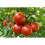 Levington Levington Tomorite 1L Plus 30% FREE [119448] 2