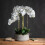 Large White Orchid In Stone Pot 1