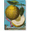 J. C. Volkamer. Citrus Fruits | Hardback 1