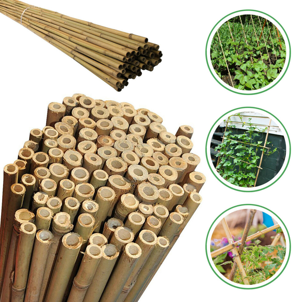 (2ft - 8ft Bamboo Canes Strong Heavy Duty Professional Plant Support Garden) Heavy Duty 2ft - 8ft Bamboo Canes Plant Support