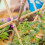 (3Ft (90 cm), 50) Heavy Duty 2ft - 8ft Bamboo Canes Plant Support 5