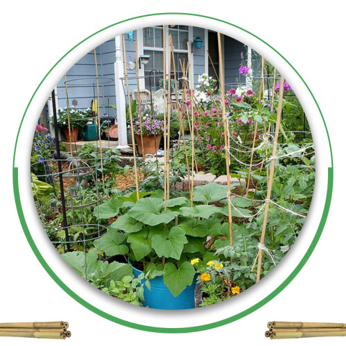 (5Ft (150 cm), 40) Heavy Duty 2ft - 8ft Bamboo Canes Plant Support 1