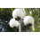 VidaXL vidaXL Garten-Kandelaber 3-flammig 220 cm 3