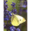 Butterfly Large Card Box 1