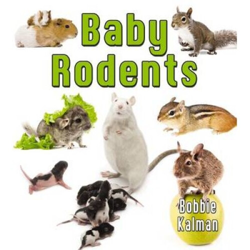 Baby Rodents