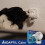 ADAPTIL Calm Home 30 Day Starter Kit, 48ml 6