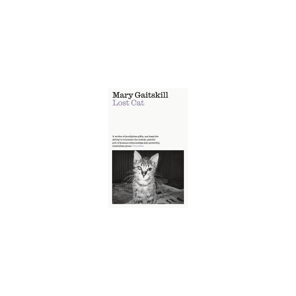 Lost Cat