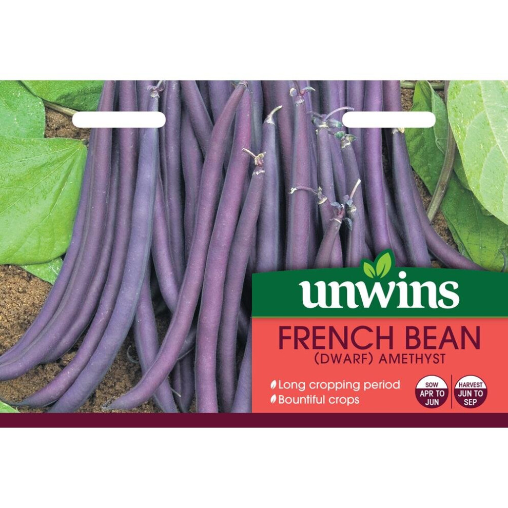 Unwins Long Cropping Bountiful French Bean Dwarf Amethyst Veg Seeds Purple
