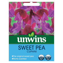 Flower Seeds Sweet Pea Cupani Purple Violet Flowers