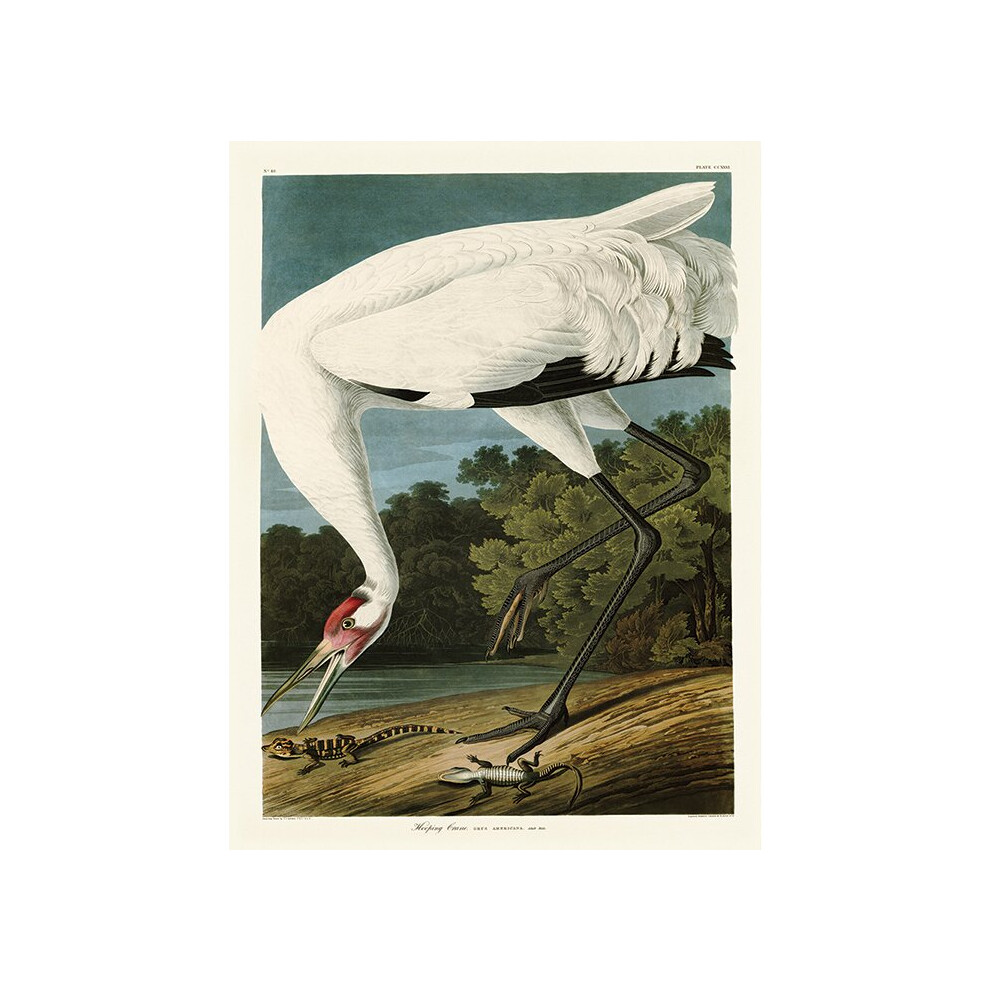 John James Audubon (Hooping Crane) 60 x 80 x 4cm Canvas Print