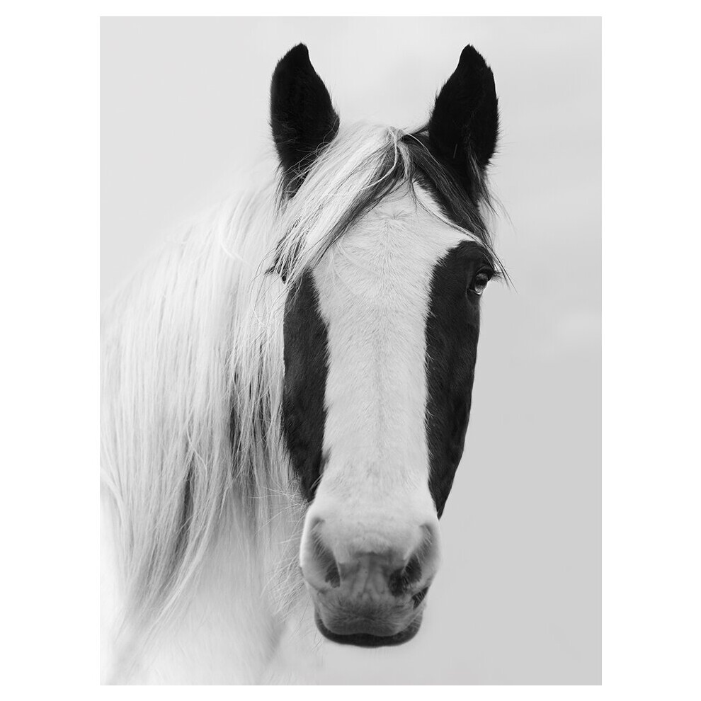 Ian Winstanley (Nordic Horse I) 60 X 80 X 4cm Canvas Print