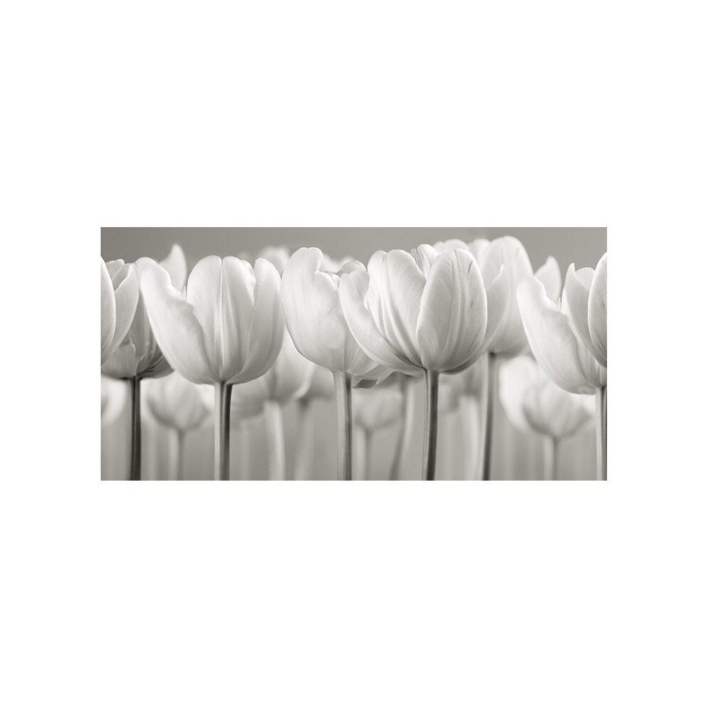 Ian Winstanley (White Tulips) 50 x 100 x 4cm Canvas Print