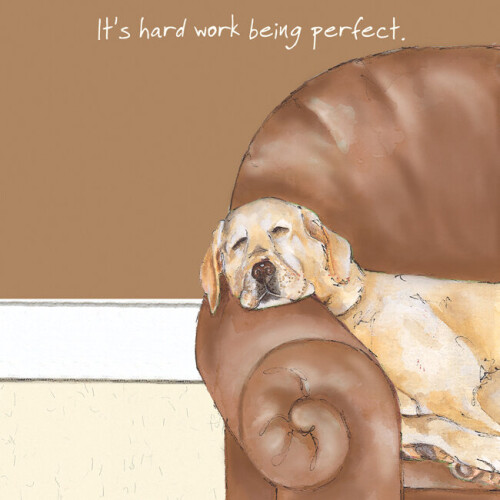 Hard Work Being Perfect Little Dog Laughed Greeting Card Blank Inside