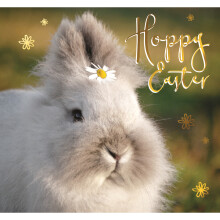 Cute Bunny Wearing A Daisy Photographic Easter Greeting Card Second Nature