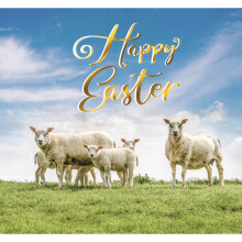 Sheep & Lambs Eating Grass Photographic Easter Greeting Card Second Nature