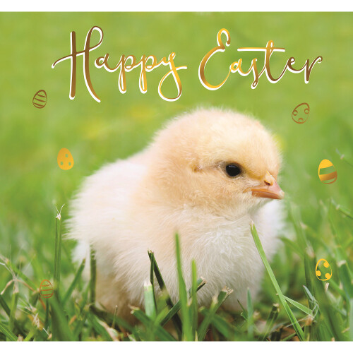 Happy Easter Cute Chick Photographic Easter Greeting Card Second Nature