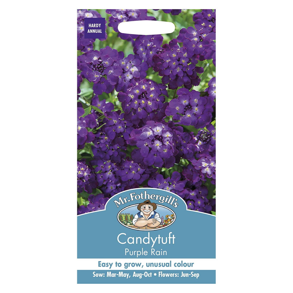 Mr Fothergills Flower Seeds Candytuft Purple Rain Easy Grow