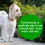 (15L) Homefront Organic Path and Patio Cleaner 3