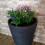 Samuel Alexander Medium Grey Charcoal Effect Garden Trojan Plant Pot 56cm Tall 38cm Wide 6