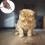 USB Rechargeable Pet Toys Cat Training Laser Pointer With LED Flashlight 7