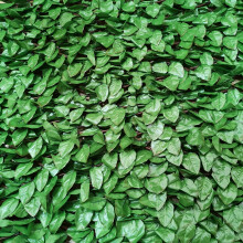 100cm x 200cm Artificial Fence Trellis Screening Privacy Garden -Beech Leaf