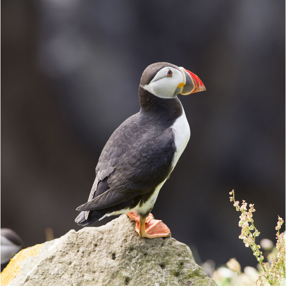 Unmistakable Puffin Sound Greeting Card Any Occasion Call Of The Wild Cards