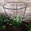 Samuel Alexander Tom Chambers Urban Green Conical Garden Plant Support Ring 30cm -  Medium 8