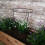 Samuel Alexander Tom Chambers Urban Green Conical Garden Plant Support Ring 30cm -  Medium 1