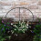 Samuel Alexander Tom Chambers Urban Green Conical Garden Plant Support Ring 30cm -  Medium 9