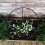 Samuel Alexander Tom Chambers Urban Green Conical Garden Plant Support Ring 30cm -  Medium 7