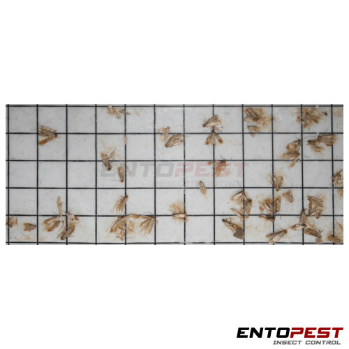Pack of 30 Entopest Common Clothes Moth Pheromone Replacement Refill Pads 1