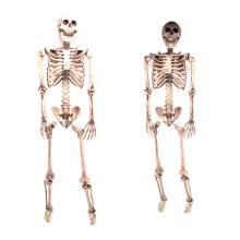 Esqueleto de festa de Halloween em tamanho real com pose - 160 cm