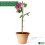 Elixir Garden Supplies (24 Inch / 60cm, 30) Elixir Gardens | Green Split Bamboo Canes / Support Sticks |12", 24" & 36" 2