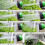 100FT Garden Hose Pipe Expandable Magic Telescopic Hose 4