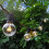 50ft Globe Festoon String Lights 5