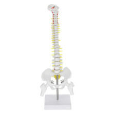 45cm Professional Human Spine Flexible Medical Anatomical Spine Medical Model