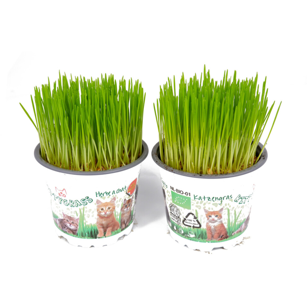 2 x Cat Grass Hordeum vulgare Living Plants in 12cm Pots - These are Growing Plants Not Seed - Catnip