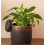 Hedgehog Plant Pot Hanger 6
