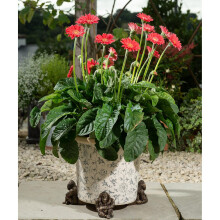 Orangutan Plant Pot Feet - Set of 3