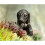 Dachshund Plant Pot Hanger 10