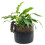 Dachshund Plant Pot Hanger 4