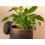 Hedgehog Plant Pot Hanger 2