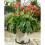 Bee Plant Pot Feet - Set of 3 1